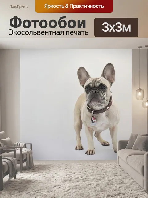 Фотообои Французский бульдог, собака, чистокровную собаку
