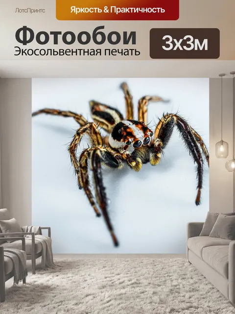 Фотообои Пауки, небольшой паук, паук
