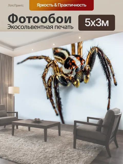 Фотообои Пауки, небольшой паук, паук
