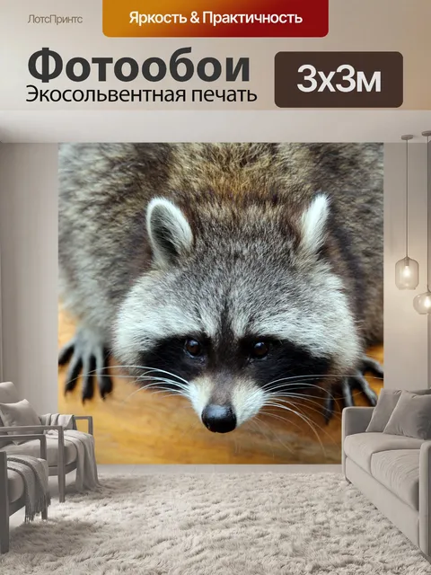 Фотообои Енот, животное, природа