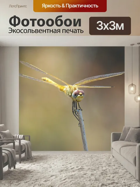Фотообои Стрекоза, желтая стрекоза, cordulegaster boltonii