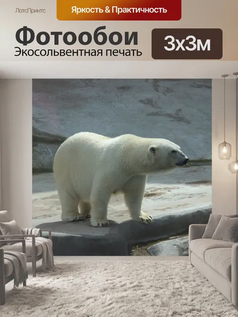 Фотообои Медведь, белый медведь, зоопарк