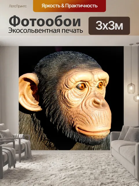 Фотообои Шимпанзе, обезьяна, животное