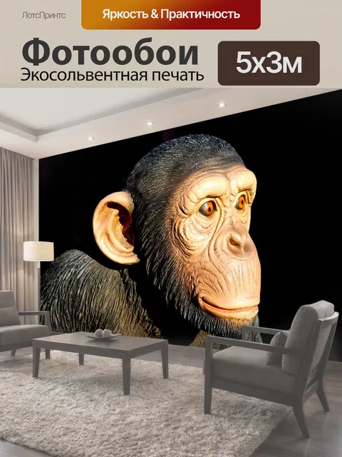 Фотообои Шимпанзе, обезьяна, животное