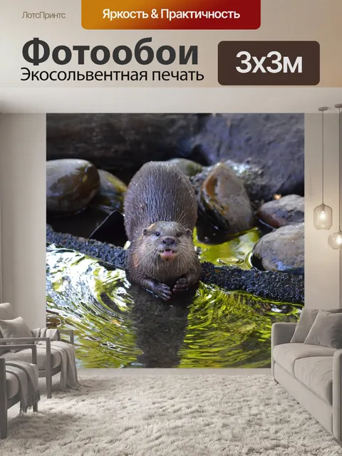 Фотообои Выдра, зоопарк, милый