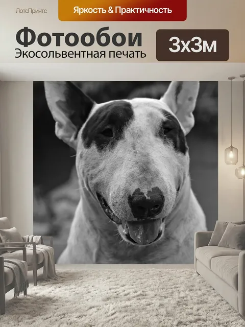 Фотообои Собака, бультерьер, белый