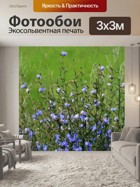 Фотообои Цикорий путешественник, цветы, полевые цветы