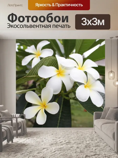 Фотообои Франжипани, цветок, цветы франжипани
