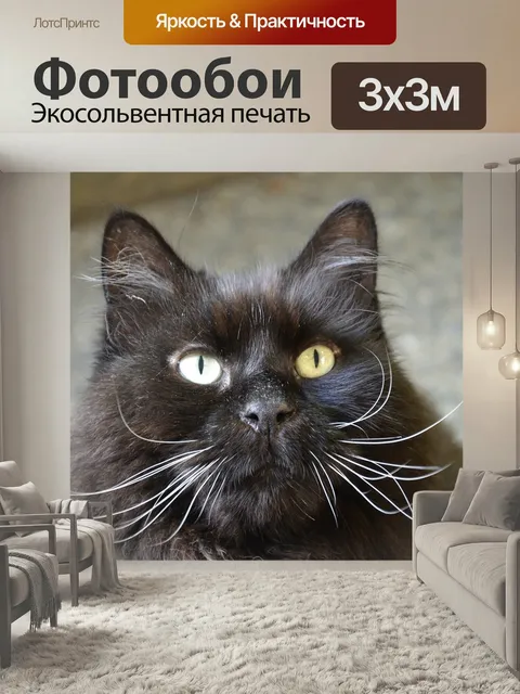 Фотообои Кот, черная кошка, черный кот девушка