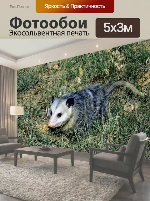 Фотообои Опоссум на земле Опосом, иногда просто называемый опоссум, идущий по траве
