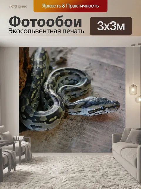 Фотообои Питон, змея, рептилия