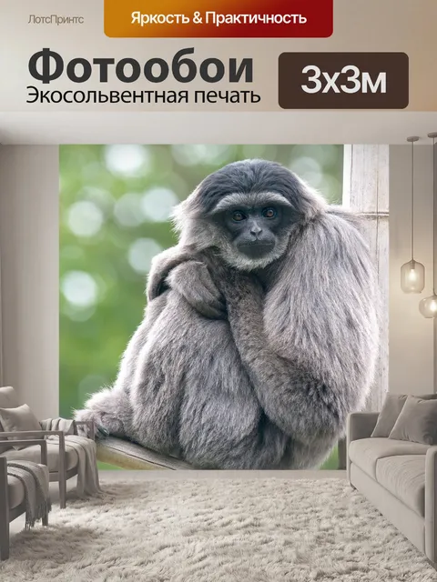 Фотообои Серебряный гиббон, обезьяна, гиббон