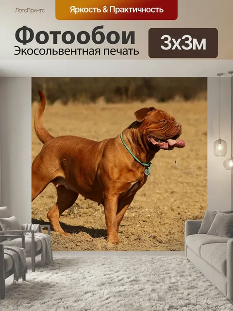 Фотообои Собака, барбара де бордо, бордоский дог