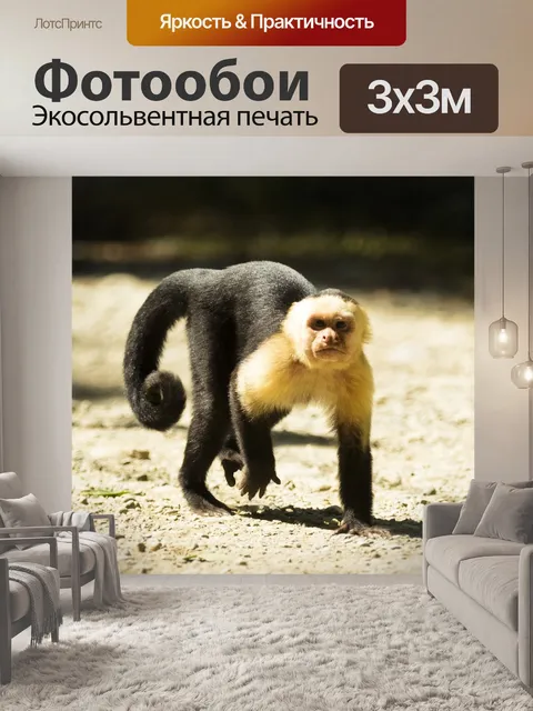 Фотообои Коста рика, обезьяна, дикий