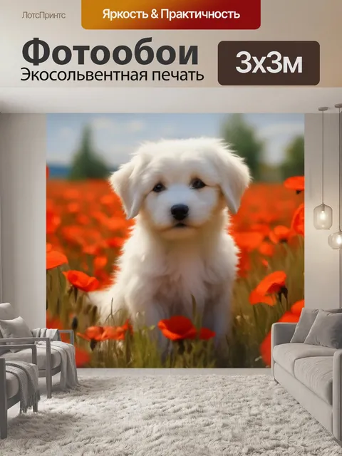 Фотообои Мальтийская болонка, маковое поле, грустный щенок мальтезе порода собак