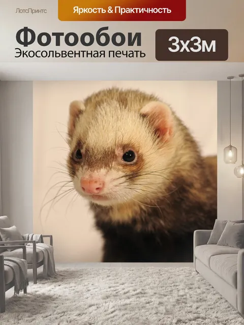 Фотообои Хорек, животное, крупным планом