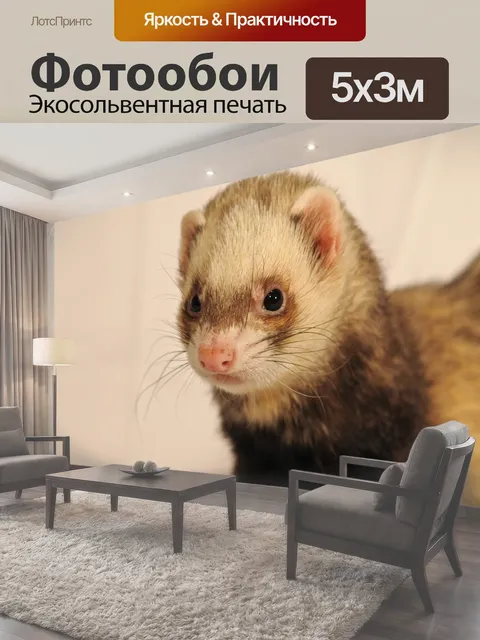 Фотообои Хорек, животное, крупным планом