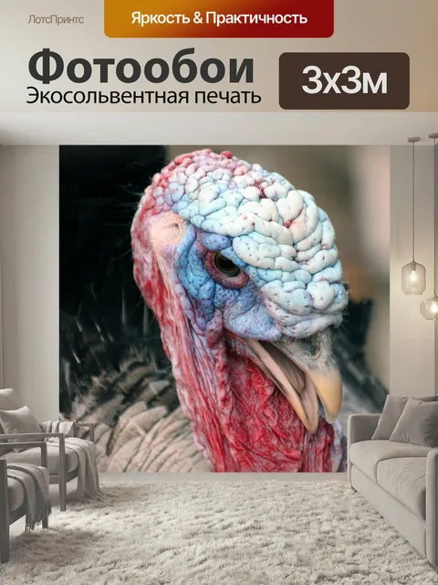 Фотообои Индюк, голова индюка, индейки