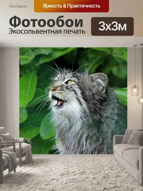 Фотообои Кошка, манул, милый