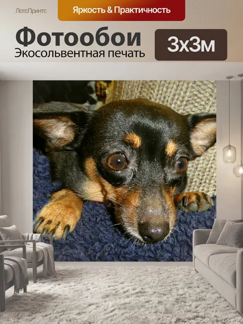 Фотообои Маленькая собака, милый, пинчер