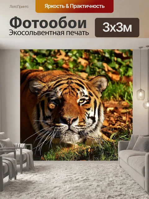 Фотообои Тигр, хищник, прятаться