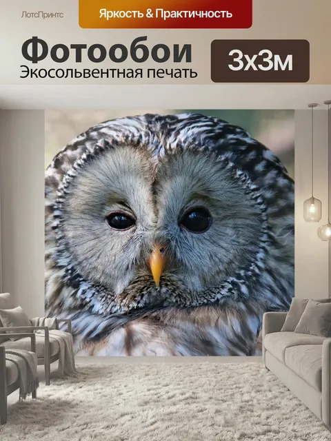 Фотообои Сова, белесый, птица