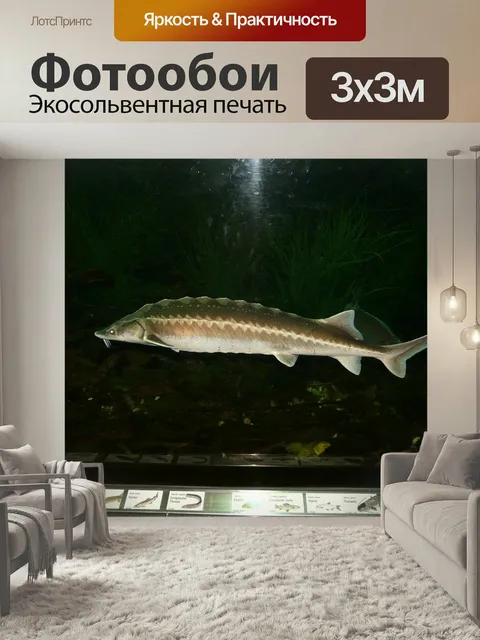 Фотообои Европейский осетр, рыбы, плавать