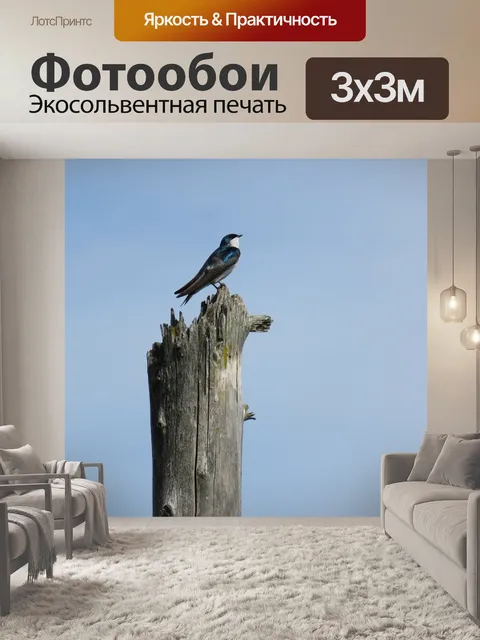 Фотообои Глотать, ласточка, птица