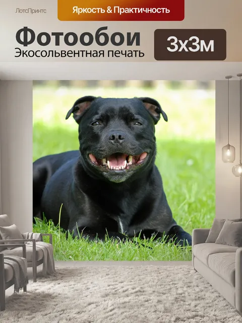 Фотообои Животное, собака, стаффордшир-бультерьер