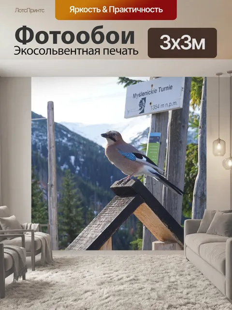 Фотообои Птица, сойка, горы