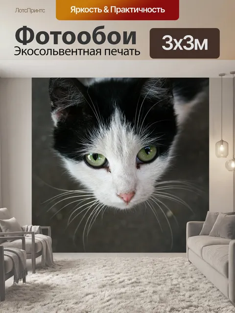 Фотообои Черное и белое, кошка, домашний питомец