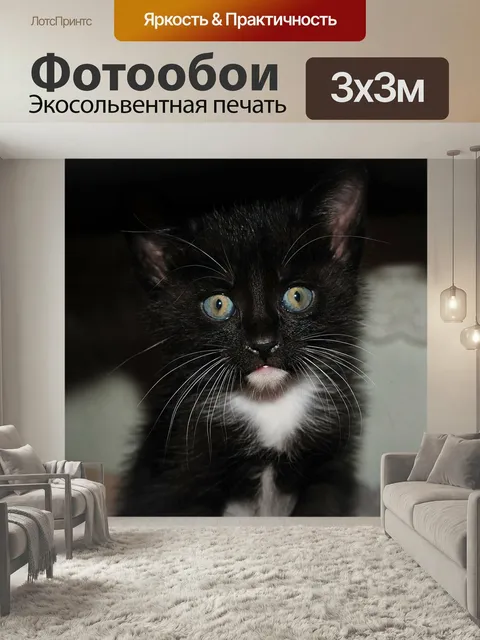 Фотообои Кот, неро, кошка