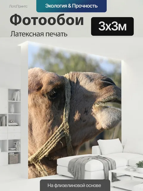 300 × 300 см · Латексная печать