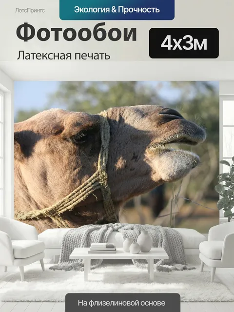 400 × 300 см · Латексная печать