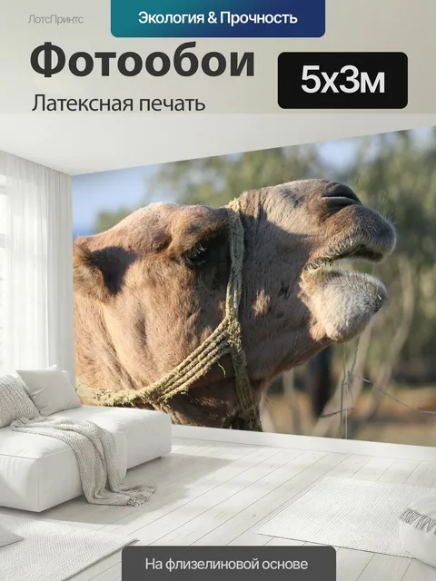 500 × 300 см · Латексная печать