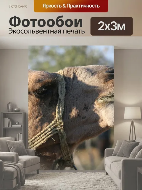 200 × 300 см · Экосольвентная печать