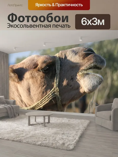 600 × 300 см · Экосольвентная печать
