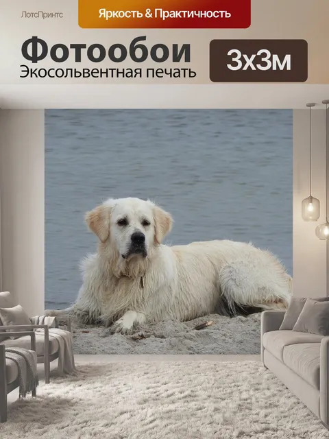 Фотообои Золотистый ретривер, собака, пляж