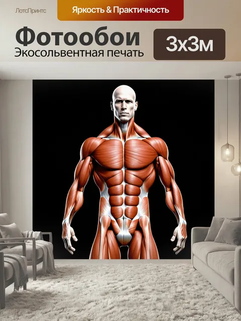 Фотообои Изображение структуры человеческого тела с акцентом на быстроту реакции мышц, выполненное в стиле спортивной …
