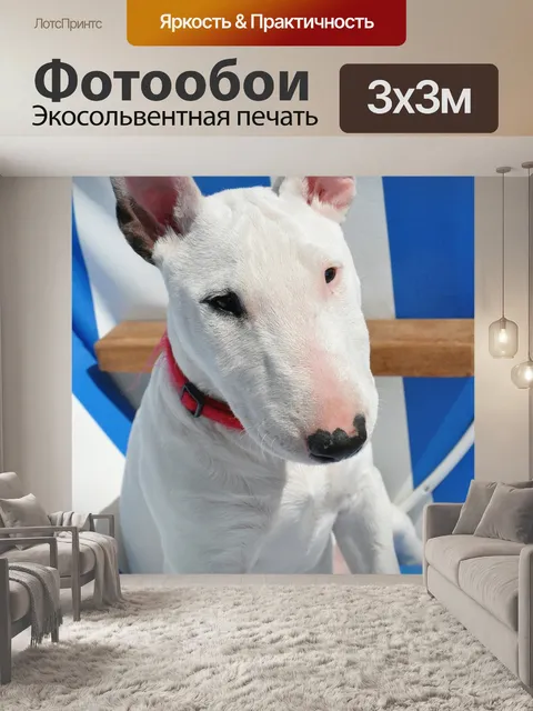 Фотообои Бультерьер, собака, животное