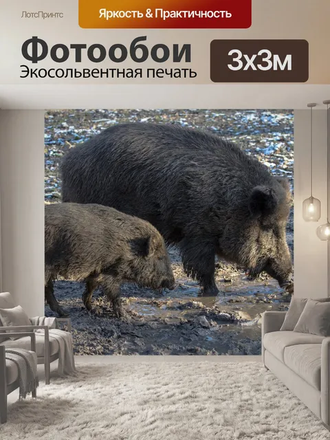 Фотообои Дикий, дикие кабаны, лес