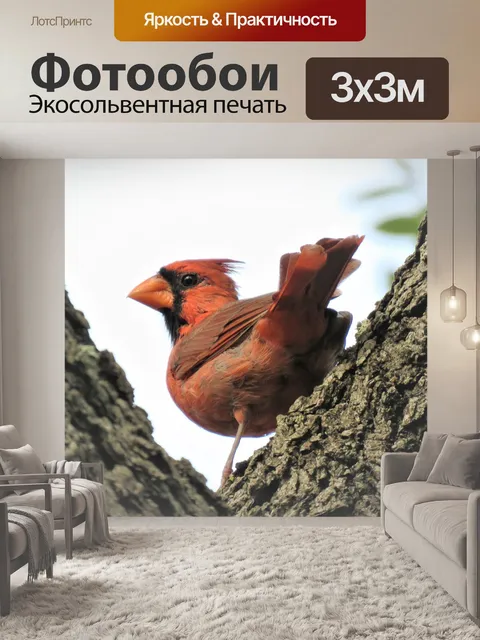 Фотообои Птица, кардинал, songbird