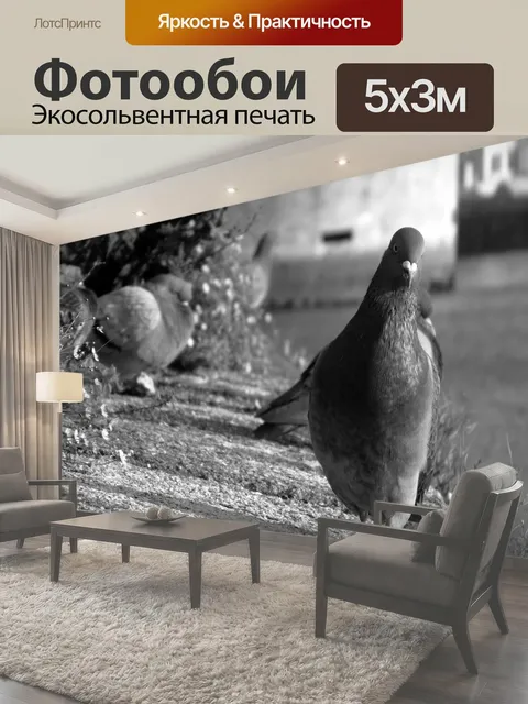 Фотообои Голубиная прогулка Голубь городов голубь птица птичий живая природа животное городской оперение город