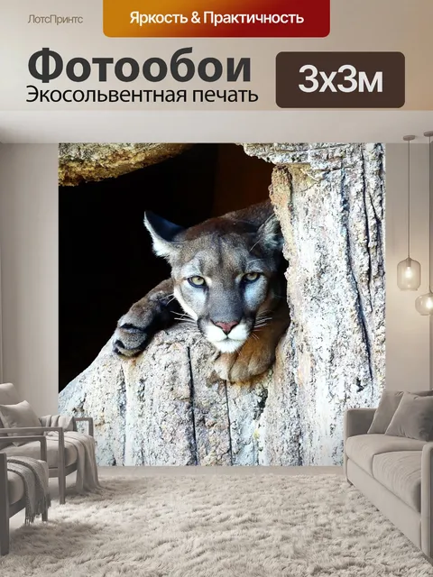 Фотообои Пума, feline, хищник