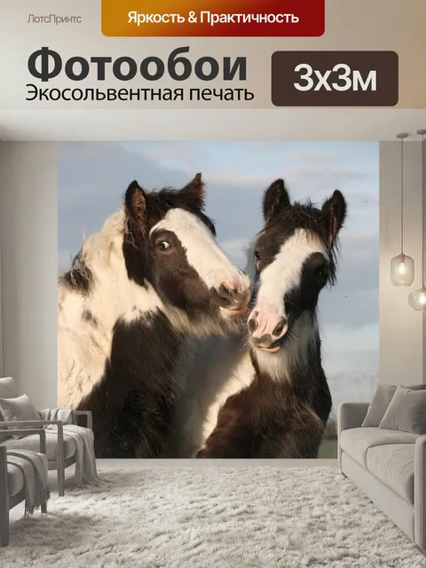 Фотообои Лошадь, цыганский конь, животное