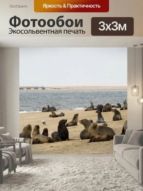 Фотообои Морские львы, тюленей, колония