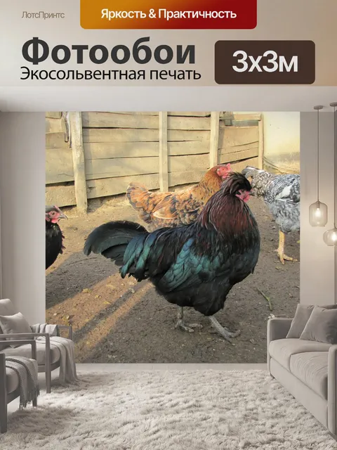 Фотообои Курятник, кур, птицы