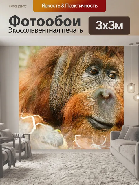 Фотообои Взрослый, животное, обезьяна