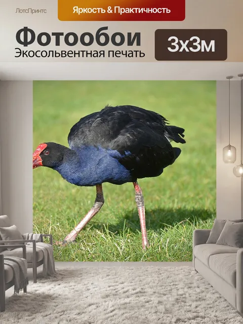 Фотообои Птица, новая зеландия, пукеко