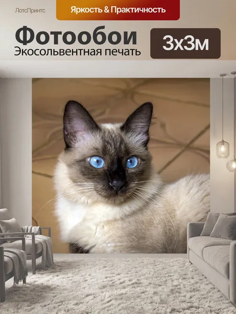 Фотообои Кошка, гата, котенок